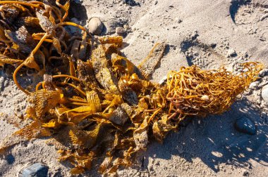 Kahverengi algler Macrocystis pyrifera fırtına sırasında kıyıya vurdu, Santa Catalina Adası, Kaliforniya