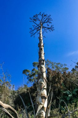 Büyük çiçek sapı Agave 'in gökyüzüne karşı Pasifik Okyanusu, Kaliforniya' daki Catalina Adası 'nda