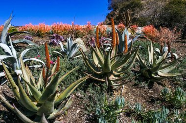 Çiçek açan bitkiler, Succulents Aloe Pasifik Okyanusu 'ndaki Catalina Adası' nda bir çiçek tarlasında