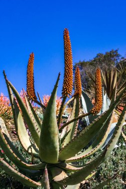 Çiçek açan bitkiler, Succulents Aloe Pasifik Okyanusu 'ndaki Catalina Adası' nda bir çiçek tarlasında