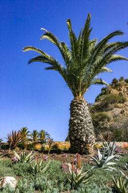 Phoenix kanaryası - Pasifik Okyanusu, Kaliforniya 'daki Catalina Adası' nda büyük bir hurma palmiyesi