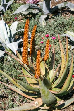 Çiçek açan bitkiler, Succulents Aloe Pasifik Okyanusu 'ndaki Catalina Adası' nda bir çiçek tarlasında