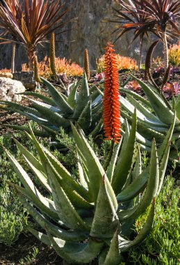 Çiçek açan bitkiler, Succulents Aloe Pasifik Okyanusu 'ndaki Catalina Adası' nda bir çiçek tarlasında