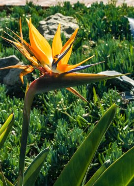 Bromeliad flower on a background of green vegetation at Avalon on Catalina Island in the Pacific Ocean, California clipart