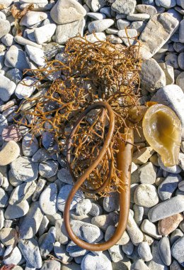 Kahverengi algler Macrocystis pyrifera fırtına sırasında kıyıya vurdu, Santa Catalina Adası, Kaliforniya