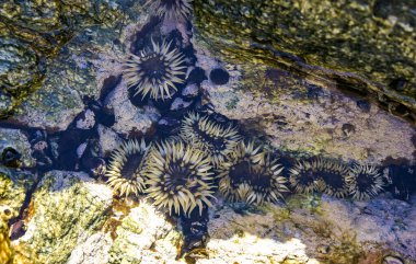 Anthopleura elegantissima. Pasifik Okyanusu 'ndaki Catalina Adası' nda sular çekildiğinde kayalar arasında.