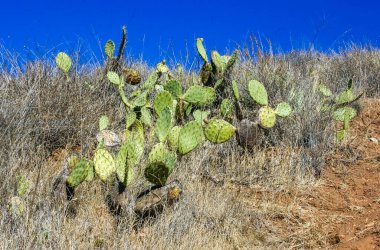 Pasifik, Kaliforniya 'daki Catalina Adası' ndaki dağların yamaçlarında Opuntia kaktüsü. 