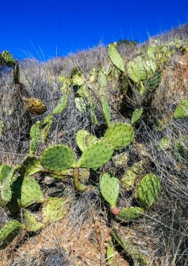 Pasifik, Kaliforniya 'daki Catalina Adası' ndaki dağların yamaçlarında Opuntia kaktüsü. 