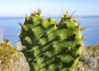 Pasifik Okyanusu, Kaliforniya 'daki Catalina Adası' ndaki bir dağda, Opuntia dikenli kaktüsünün düz, dikenli gövdesi.