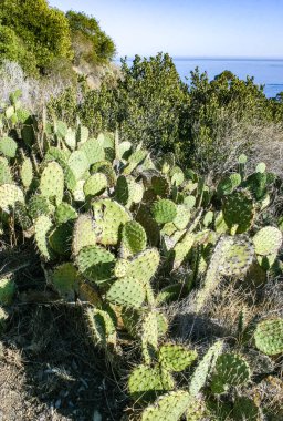 Pasifik, Kaliforniya 'daki Catalina Adası' ndaki dağların yamaçlarında Opuntia kaktüsü. 