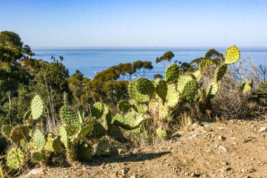 Pasifik, Kaliforniya 'daki Catalina Adası' ndaki dağların yamaçlarında Opuntia kaktüsü. 