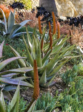 Çiçek açan bitkiler, Succulents Aloe Pasifik Okyanusu 'ndaki Catalina Adası' nda bir çiçek tarlasında