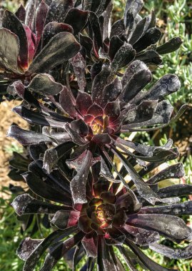 Aeonium arboreum - sulu kahverengi yapraklı sulu bitki, Pasifik Okyanusu 'ndaki Catalina Adası, Kaliforniya