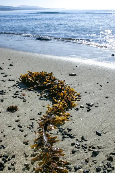 Kahverengi algler Macrocystis pyrifera fırtına sırasında kıyıya vurdu, Santa Catalina Adası, Kaliforniya