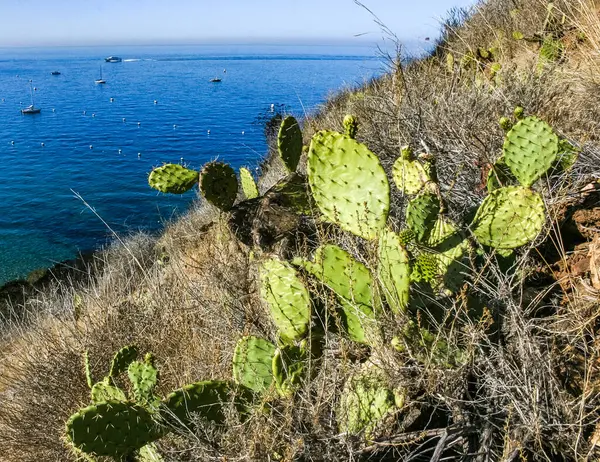 Pasifik, Kaliforniya 'daki Catalina Adası' ndaki dağların yamaçlarında Opuntia kaktüsü. 