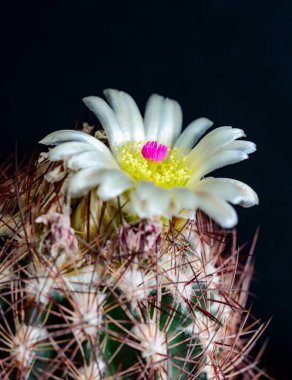 Pediocactus intertextus (Echinomastus intertextus) - sarı kamışlı beyaz kaktüs çiçeği ve bitki koleksiyonunda kıpkırmızı pistil