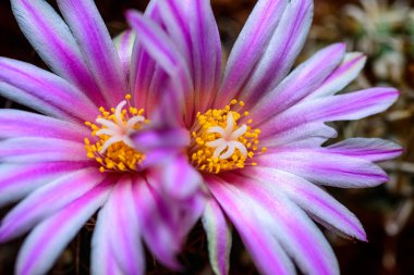 Thelocactus lausseri. Botanik koleksiyonunda uzun dikenli çiçek açan bir kaktüsün yakın çekimi.