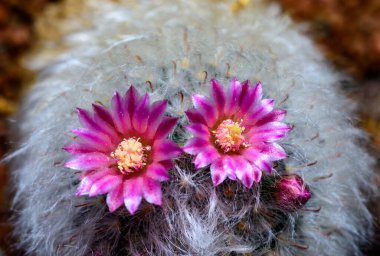 Mammillaria Sp., baharda pembe çiçeklerle açan bir kaktüsün yakın çekimi.