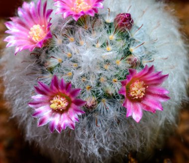 Mammillaria Sp., baharda pembe çiçeklerle açan bir kaktüsün yakın çekimi.