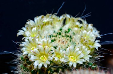 Mammillaria Sp., baharda pembe çiçeklerle açan bir kaktüsün yakın çekimi.