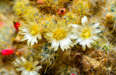 Teksas meme ucu kaktüsü (Mammillaria prolifera), botanik koleksiyonunda küçük sarı dikenli kaktüs.