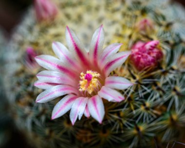 Mammillaria Sp., baharda pembe çiçeklerle açan bir kaktüsün yakın çekimi.