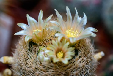 Mammillaria Sp., baharda pembe çiçeklerle açan bir kaktüsün yakın çekimi.