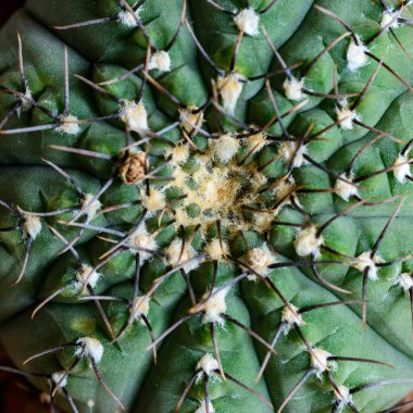 Gymnocalycium sp., Close-up of a cactus in a botanical collection clipart