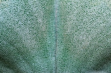 Yan görünüş, botanik koleksiyonunda küçük noktalı Astrophytum kaktüsü.