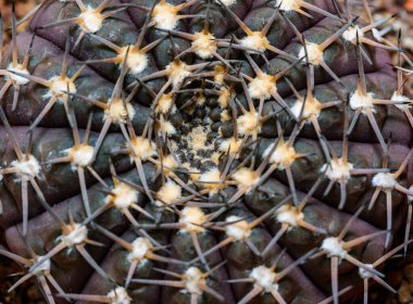 Gymnocalycium sp., Close-up of a cactus in a botanical collection clipart