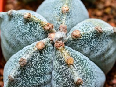 Kaktüs Astrophytum myriostigma - dikensiz kaktüs ve botanik koleksiyonunda beyaz arola