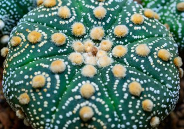 Cacti cultivar Astrophytum asterias, botanik koleksiyonundan bir melez fabrikasının yakın çekimi.