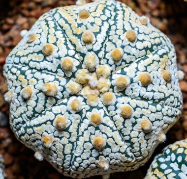 Cacti Astrophytum asterias cv. Süper Kabuto, botanik koleksiyonundan bir melez fabrikasına yakın çekim.