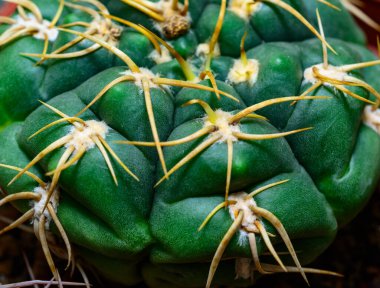 Gymnocalycium uruguayense - green cactus with spines pressed to the body in a botanical collection clipart
