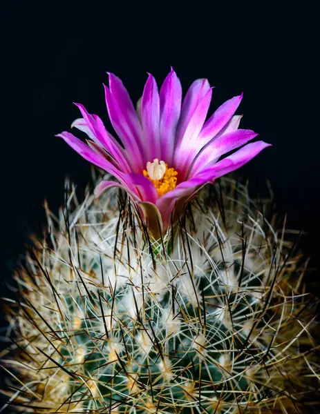 Thelocactus sp. Botanik koleksiyonunda uzun dikenleri olan çiçek açan bir kaktüsün yakın çekimi.