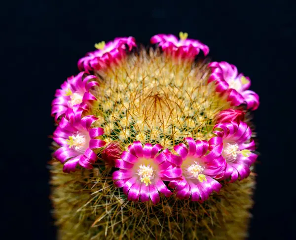 Mammillaria Sp., baharda pembe çiçeklerle açan bir kaktüsün yakın çekimi.