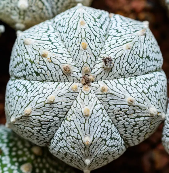 Cacti Astrophytum asterias cv. Süper Kabuto, botanik koleksiyonundan bir melez fabrikasına yakın çekim.