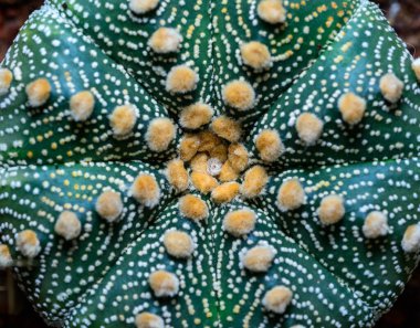 Cacti cultivar Astrophytum asterias, botanik koleksiyonundan bir melez fabrikasının yakın çekimi.