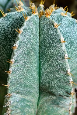 Kaktüs Astrophytum myriostigma - dikensiz kaktüs ve botanik koleksiyonunda beyaz arola