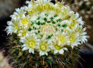 Mammillaria Sp., baharda pembe çiçeklerle açan bir kaktüsün yakın çekimi.