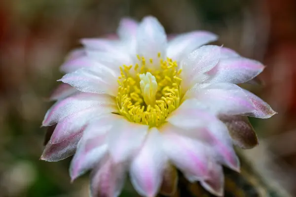 stock image Blooming cactus with long spines in a botanical collection