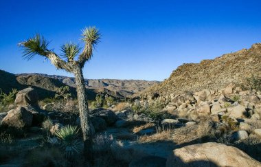 Kaya manzarası, Yucca Brevifolia Mojave Çölü Joshua Tree Ulusal Parkı, CA