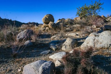 Çilekli kirpi kaktüsü (Echinocereus engelmannii) - Joshua Tree NP, Kaliforniya 'da bir çöl kayalığında uzun dikenli kaktüs grubu.