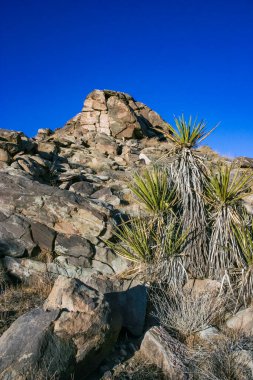Kaya manzarası, Yucca Brevifolia Mojave Çölü Joshua Tree Ulusal Parkı, CA