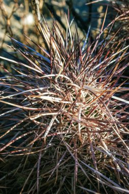 Çilekli kirpi kaktüsü (Echinocereus engelmannii) - Joshua Tree NP, Kaliforniya 'da bir çöl kayalığında uzun dikenli kaktüs grubu.