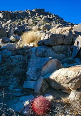 Çöl fıçısı kaktüsü (Ferocactus cylindraceus) - Joshua Tree Ulusal Parkı, Kaliforniya 'da çölde bir kaya çatlağında büyüyen kırmızı dikenli bir kaktüs.