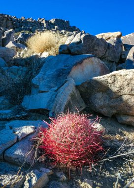 Çöl fıçısı kaktüsü (Ferocactus cylindraceus) - Joshua Tree Ulusal Parkı, Kaliforniya 'da çölde bir kaya çatlağında büyüyen kırmızı dikenli bir kaktüs.