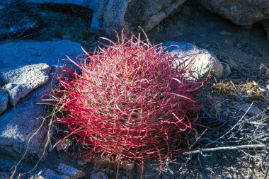 Çöl fıçısı kaktüsü (Ferocactus cylindraceus) - Kaliforniya 'daki Joshua Tree Ulusal Parkı' ndaki bir çöl arazisindeki kırmızı omurga kaktüsünün yakın çekimi