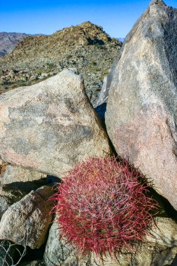 Çöl fıçısı kaktüsü (Ferocactus cylindraceus) - Kaliforniya 'daki Joshua Tree Ulusal Parkı' ndaki bir çöl arazisindeki kırmızı omurga kaktüsünün yakın çekimi