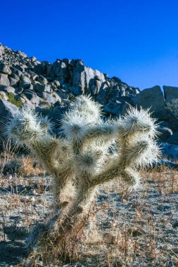  (Slindropuntia bigelovii) - Joshua Tree NP yakınlarında kayalık çöl ve uzun gümüş dikenli kaktüs şekli